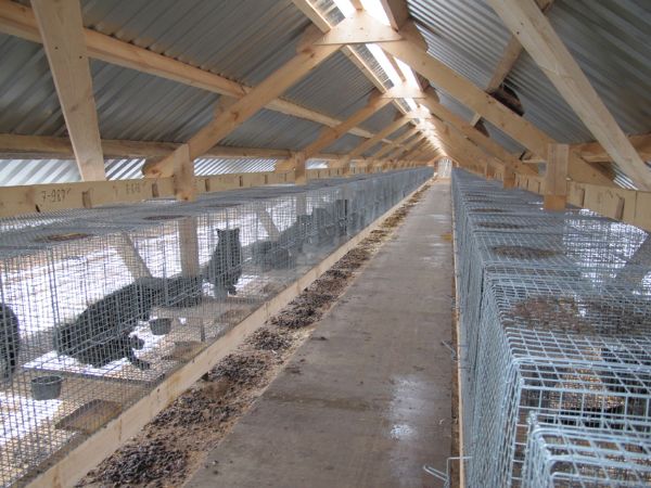 Клетка песца (Лиса) на 4 места