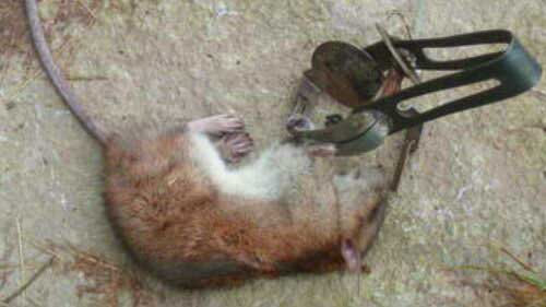 Капкан от крыс и мышей большой