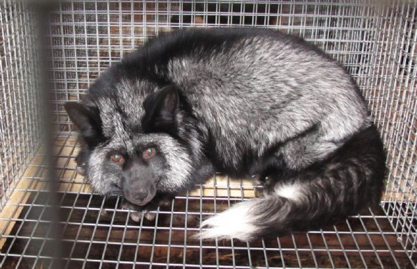 Клетка песца (Лиса) на 4 места