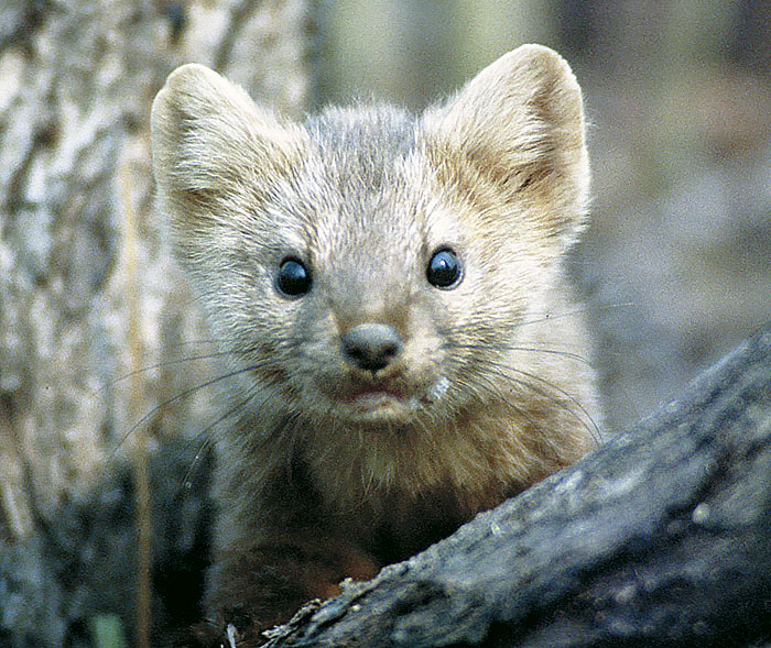Клетка для разведение соболя