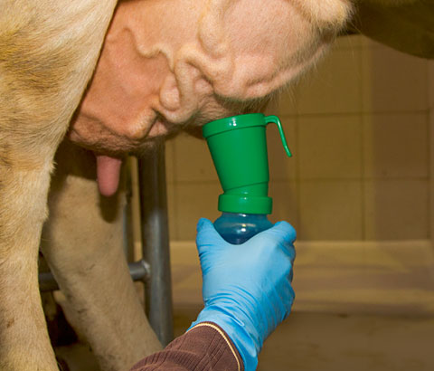 Чаша дезинфекции сосков для скота