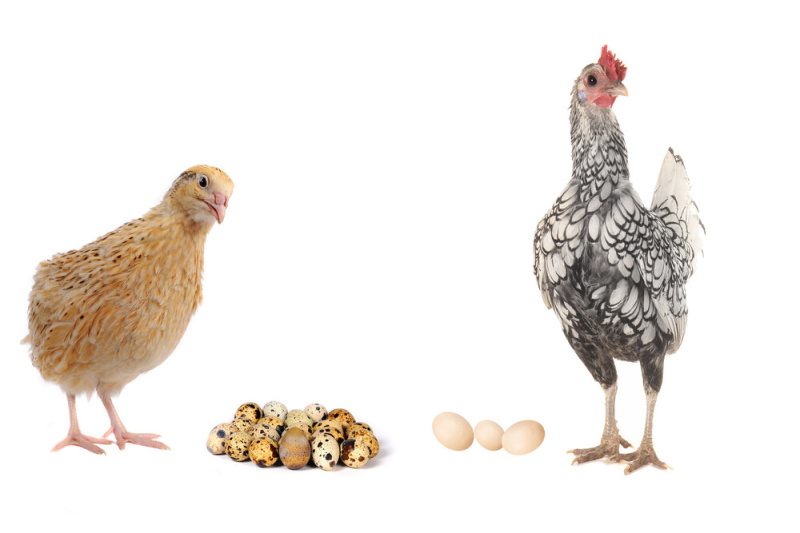 Разведение кур и перепелов зависит от сезонности