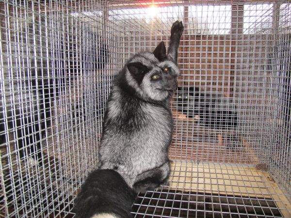 Клетка песца (Лиса) на 4 места