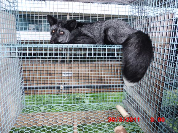 Клетка песца (Лисы)