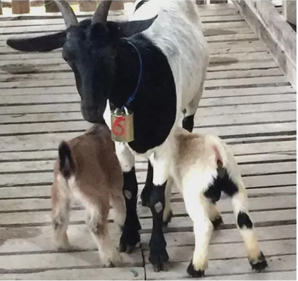 Колокольчик для овец коз