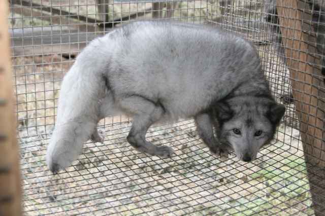 Клетка песца (Лисы)