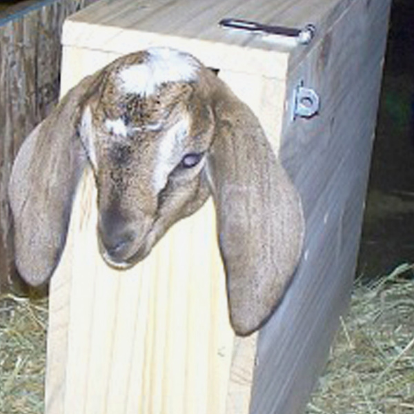 Ящик для козлят