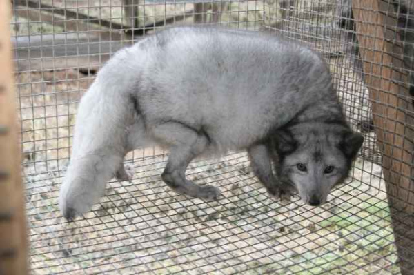 Клетка песца (Лисы)