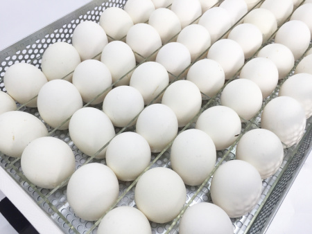 Перегородки инкубатора OVO