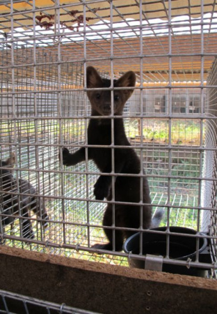 Клетка для разведение соболя