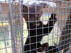 Клетка для разведение соболя