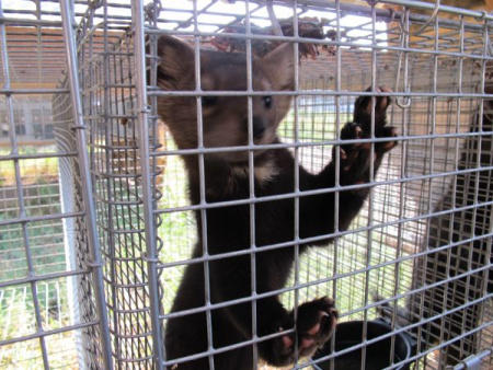 Клетка для разведение соболя