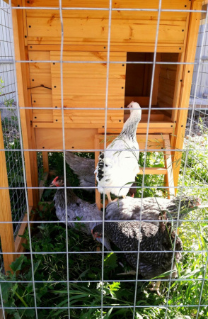 Курятник 74bf-КДО5